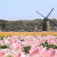 春に７０万本のチューリップが咲く佐倉市の佐倉ふるさと広場（同市提供）
