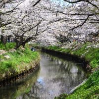 前日の風雨に耐えて花を咲かせている海老川沿いの桜並木＝１０日、船橋市