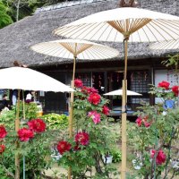 かやぶき屋根の母屋を背景に咲き誇るボタン＝２１日、茂原市の茂原牡丹園
