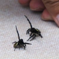 両脚を広げて威嚇し合うフンチ
