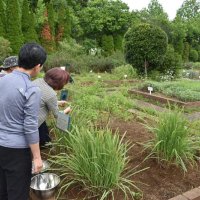 園内でレモングラスなどのハーブを集めるスタッフ
