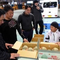 飯岡特産メロン、今年も太鼓判　旭で初出荷　初夏の味もうすぐ本格化