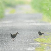 舗装農道を歩く２羽のヒクイナ＝２０２３年５月２２日（筆者撮影）

