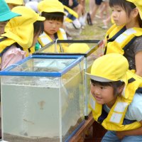 ヒラメの稚魚が入った水槽をのぞき込む園児ら