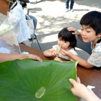 オオガハス優雅に観賞　千葉公園で「まつり」開幕　２３日まで、人気の象鼻杯体験も