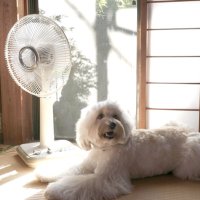 ペット自身は室温管理ができない。室内飼いでも熱中症に注意が必要だ