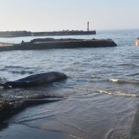 今季初となったツチクジラの水揚げを見守る住民ら
