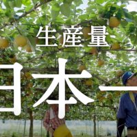 「日本一の梨いかが」千葉県　化粧箱、動画でＰＲ強化　テレビＣＭやスーパーの売り場で放映も