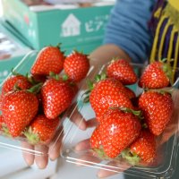真っ赤に熟した「ほしうらら」