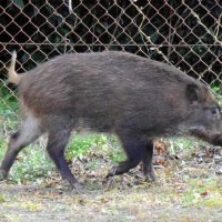 【速報】イノシシに頭かまれる　茂原　農道散歩中の男性出血、市が注意呼びかけ