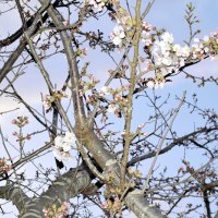 桜開花、千葉県内平年並み　千葉公園３月２３日　銚子３月２８日　ウェザーニューズ予想