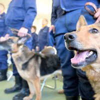 民間警察犬４８匹に嘱託書　訓練士とともに捜索協力　千葉県警