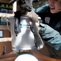 赤ちゃんヒツジの体重測定イベントも土日限定で開催