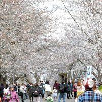美しく咲いた桜を目当てに多くの花見客でにぎわう成田市さくらの山＝３０日