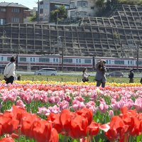 見頃を迎えている約１００種６０万本のチューリップ＝１５日、佐倉市の佐倉ふるさと広場