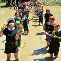 児童と園児仲良く田植え　大多喜　コメ作りの楽しさ実感