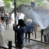 豪快なスプラッシュに歓声　市原ぞうの国、水浴びイベント　酷暑で前倒しスタート