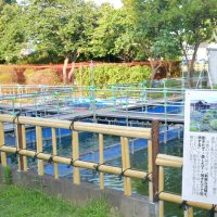 ウナギの養殖が行われている川豊別館の池養殖で育てるウナギを見守る川豊の伊藤社長（右）と世話を担当する職人＝９日、成田市