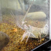 いすみで白い伊勢エビ水揚げ　アルビノではなく、研究員「ここまで白いのは見たことない」　勝浦「海の博物館」で飼育展示