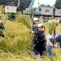 黄金色の実り、収穫に笑顔　全校児童が稲刈り　船橋・高根小