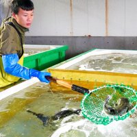 大原漁港で今シーズン初水揚げされたトラフグ＝５日、いすみ市