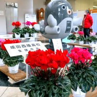 市民へ花で癒やしを　市役所にシクラメン贈る　成田西陵高園芸科