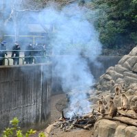 大寒にサルも暖　たき火より芋？　千葉市動物公園　