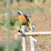 住宅地のネギ畑でえさをねらうジョウビタキのオス＝スズメ目ヒタキ科　体長約１５センチ　中国西部からウスリー、サハリンにかけての地方で繁殖、日本では冬に普通に見られる＝２０１３年２月１日、木更津市（筆者撮影）

