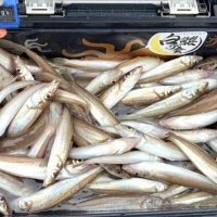 木更津シロギス好釣　保田本牧アジ食い活発　【今週の釣果】