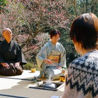 成田山公園の梅林で野点を楽しむ人々＝１４日、成田市