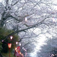 見頃を迎えた小見川城山公園の桜。昼夜問わず花見客が足を運んでいる＝２８日夜、香取市