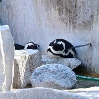 春の「鳥事異動」？　千葉市動物公園　１９日ペンギンお別れ会