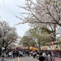 歩行者天国で花見満喫　みつわ台桜祭り盛況　千葉市若葉区