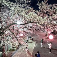 ライトアップされた太田山公園の夜桜＝２日夜、木更津市