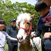 富里でフェスタ　馬と触れ合う　ばん馬の馬車　手入れ体験も