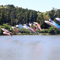 八鶴湖に掲揚されるこいのぼり