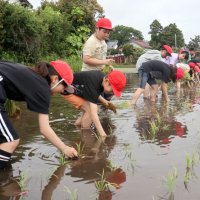 小学生が田植え挑戦　泥にまみれ苦労実感　長生
