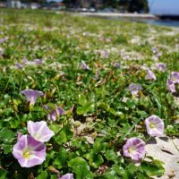 青い海に初夏の彩り　勝浦・ハマヒルガオ